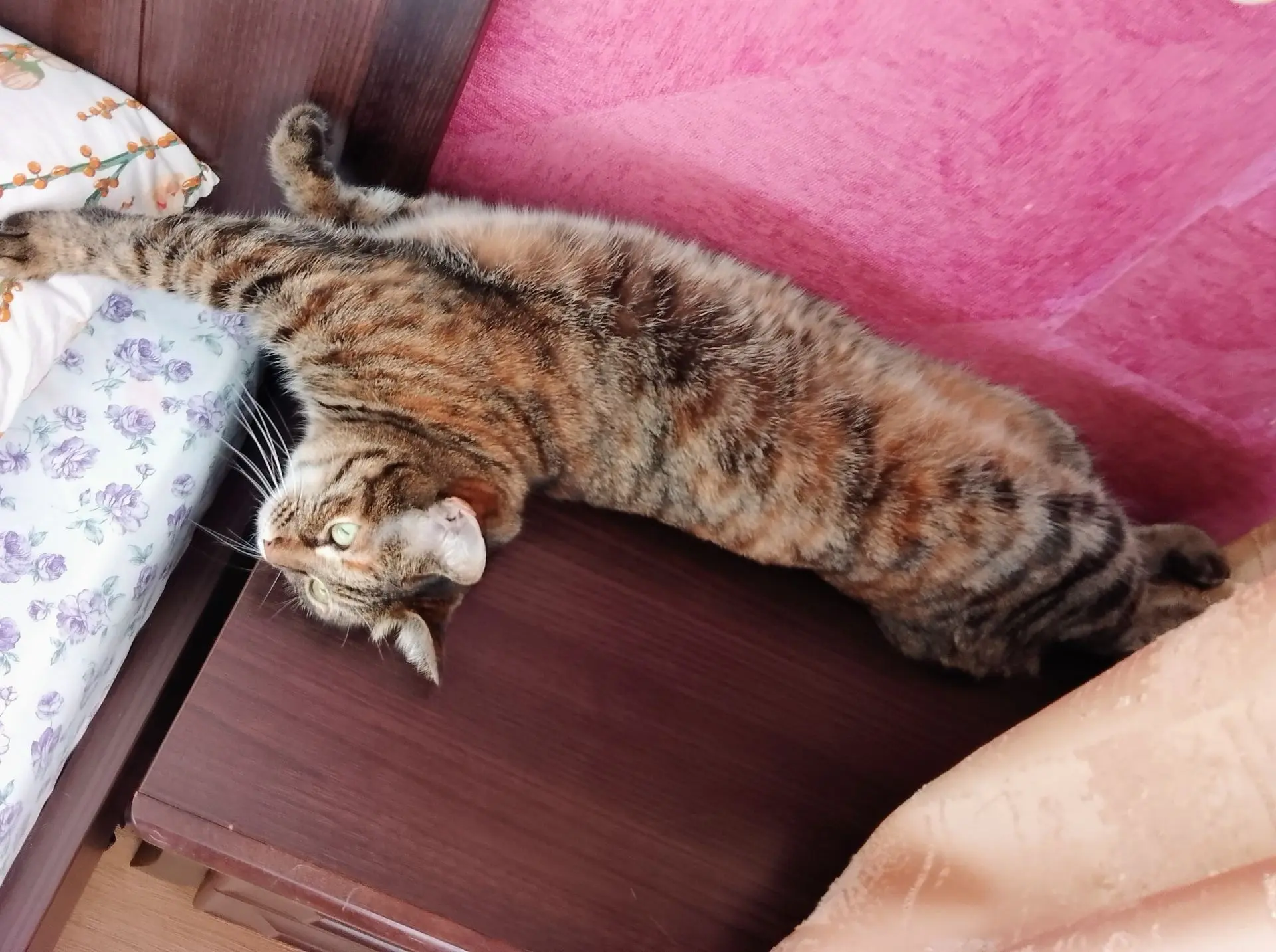 У Аси начался отопительный сезон 🐱♨️