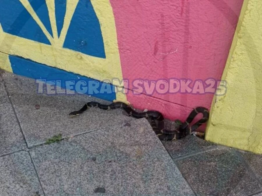 Огромный полоз напугал прохожих в центре Владивостока