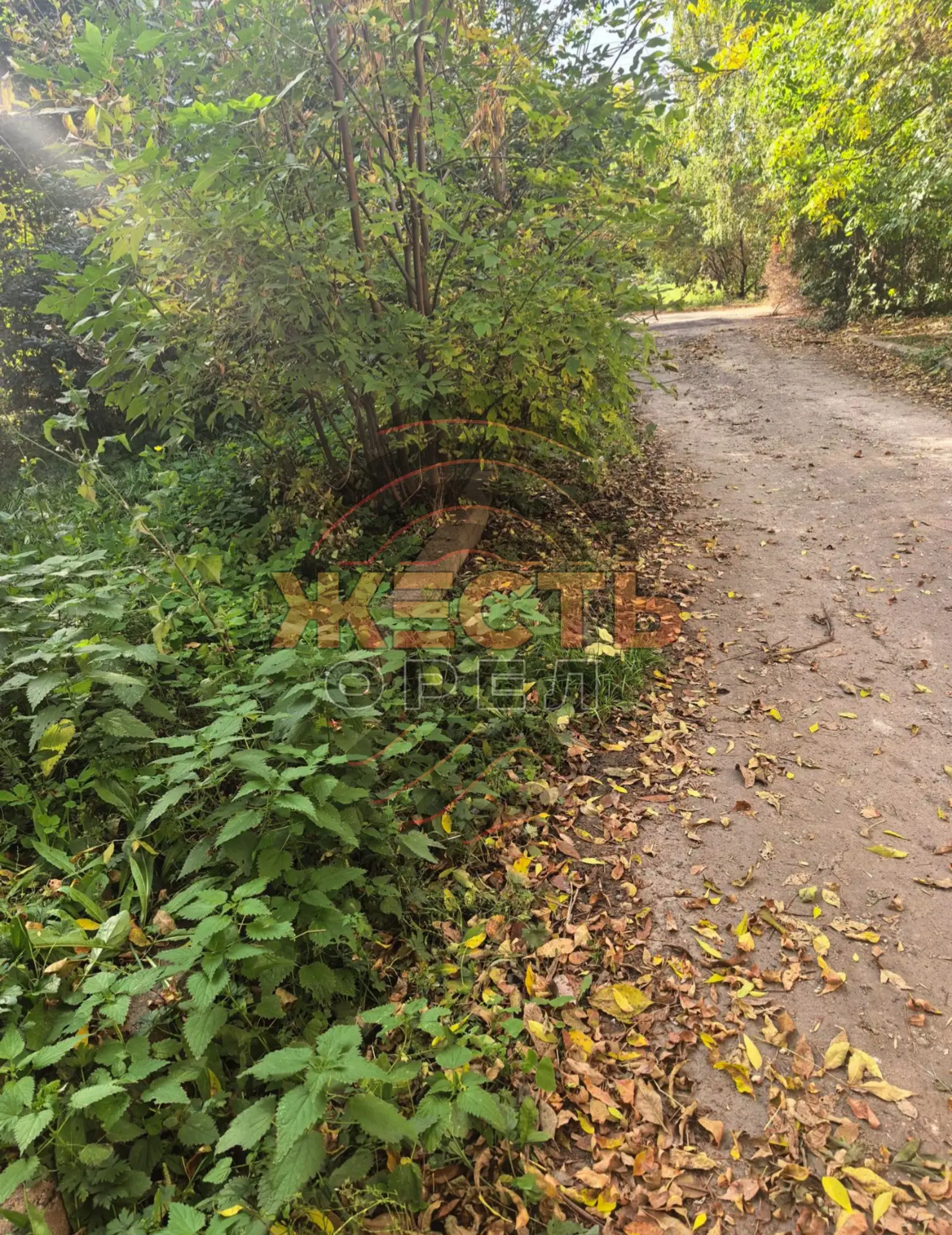 На Планерной, 33 дорога зарастает травой