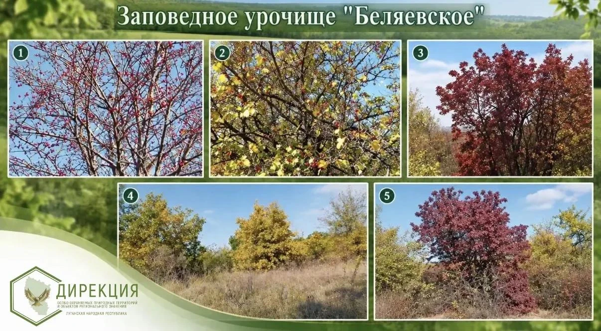 Осенний дневник природы: как растения готовятся к зиме?