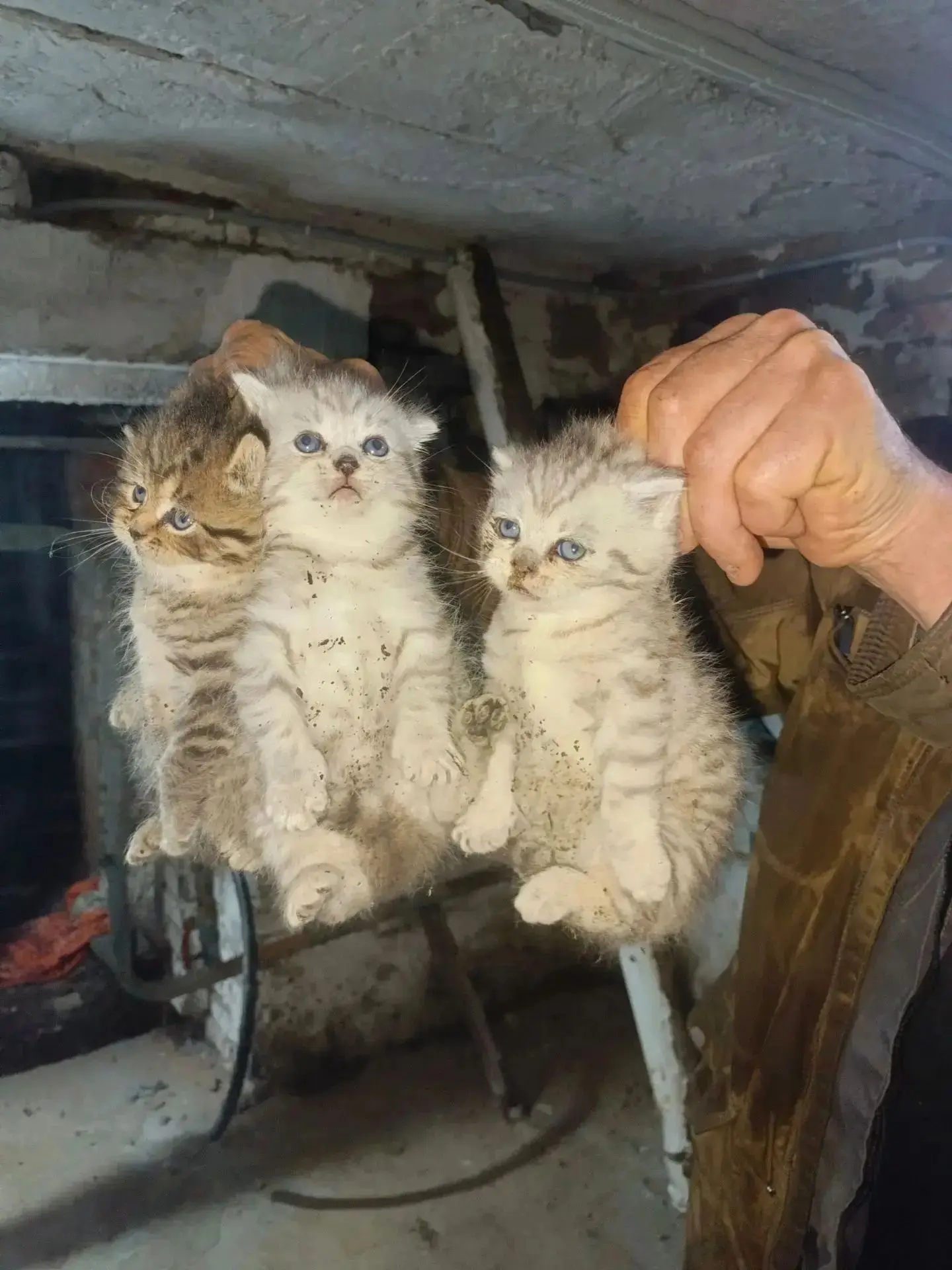 На Ю. Смирнова, 3 при осмотре подвала слесарем найдены котята и кошка. Очень красивые, ...