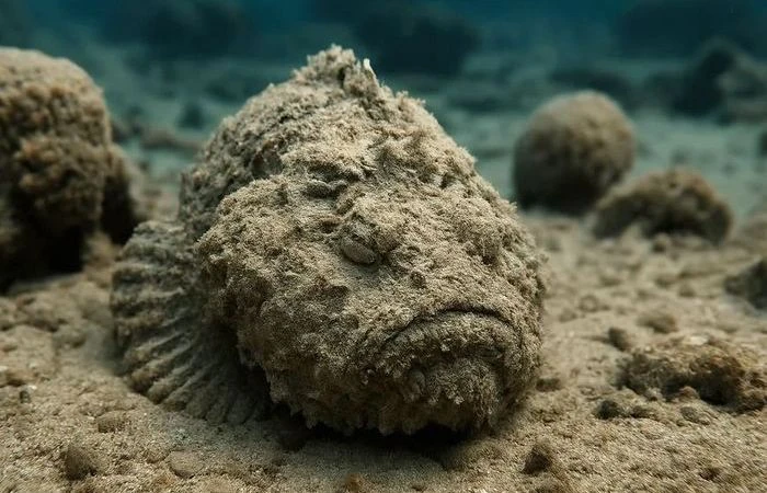😨 Москвичка чуть не погибла, поцарапавшись о рыбу-камень на Шри-Ланке — Mash.