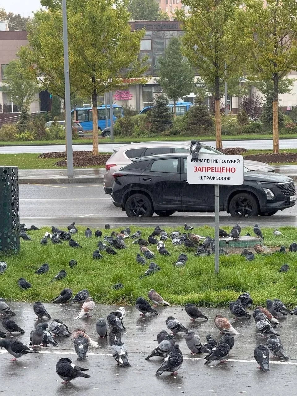 Голуби явно не умеют читать.