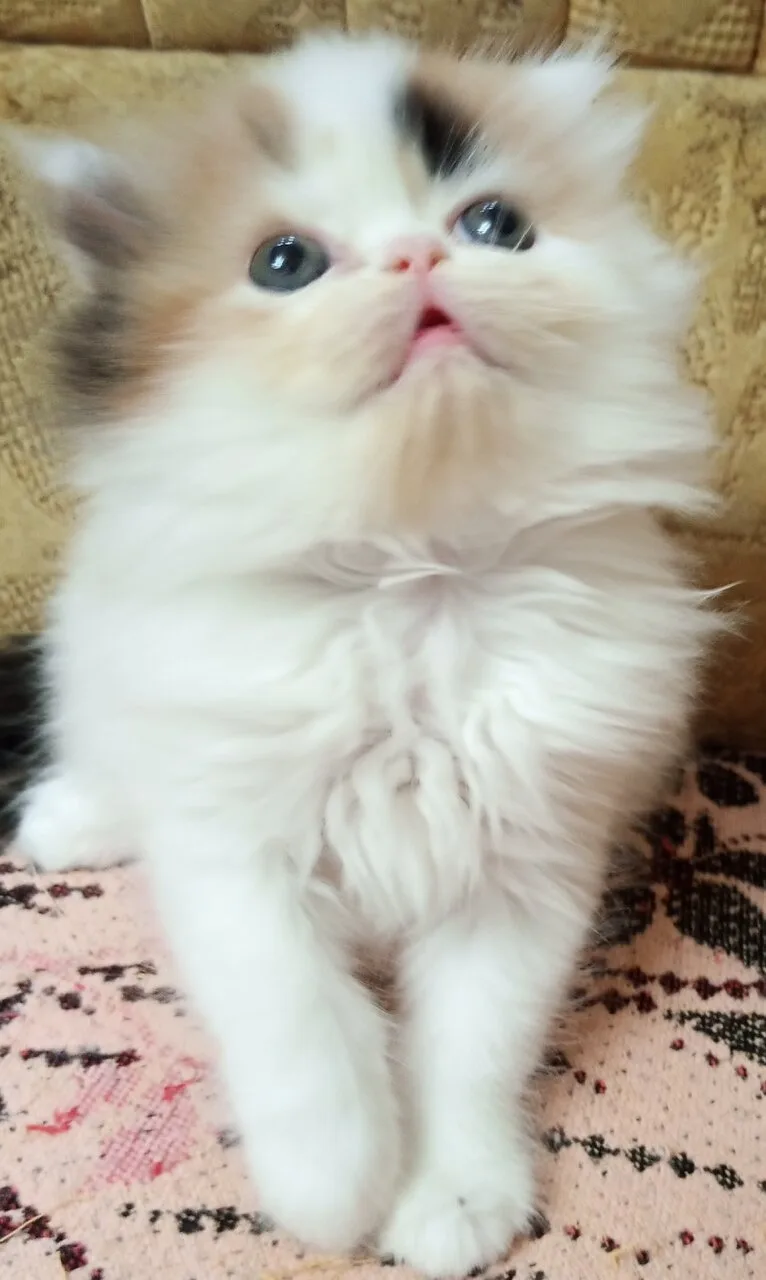Продам персидских котят, 1,5 месяца, мальчик и девочка, Красный Луч