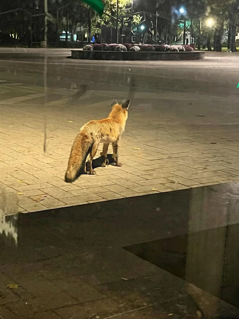 Лиса в Центральном парке Победы 🦊