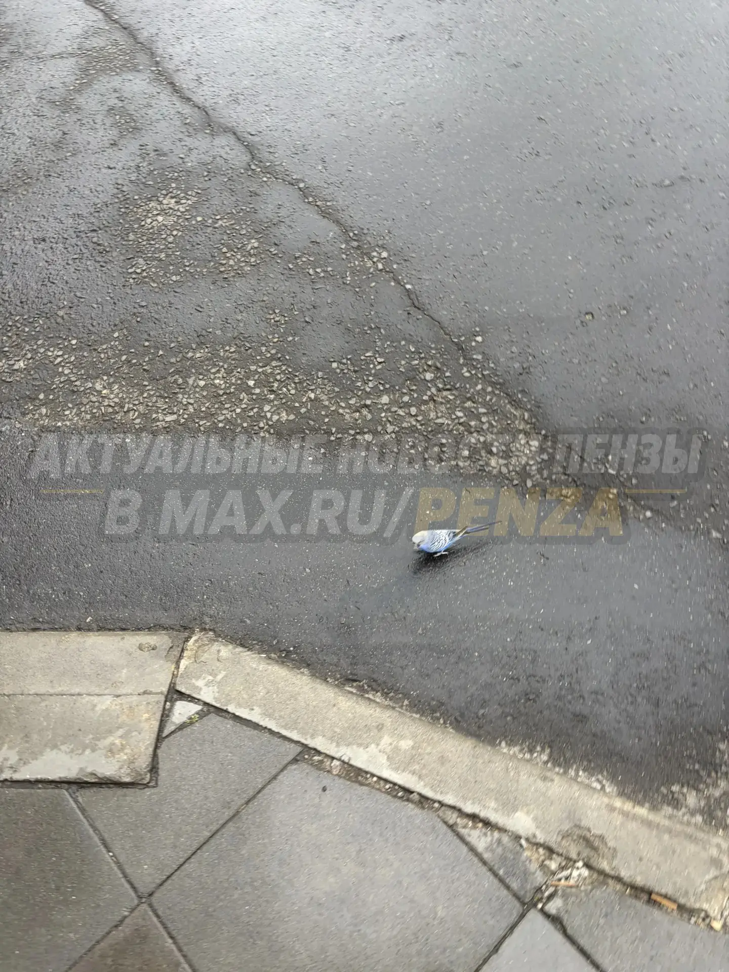 В Арбековской заставе вот такой вот персонаж.