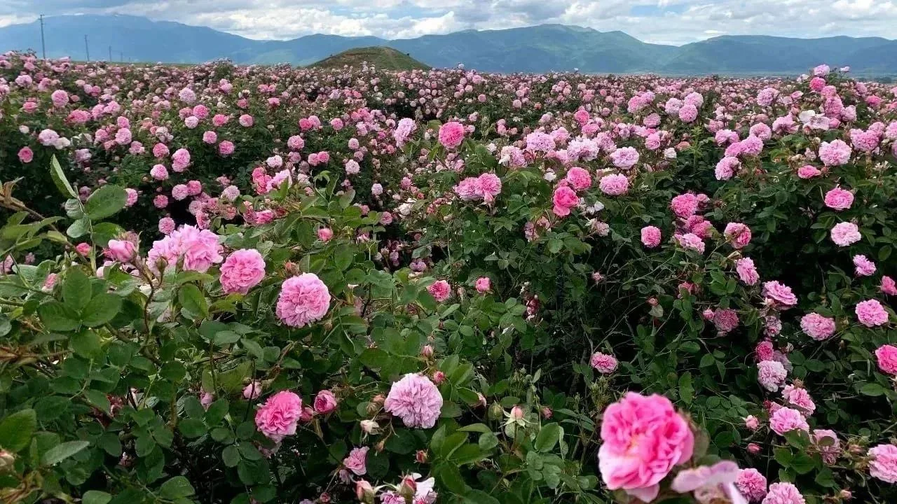 Благородное масло розы(Болгария 🇧🇬)