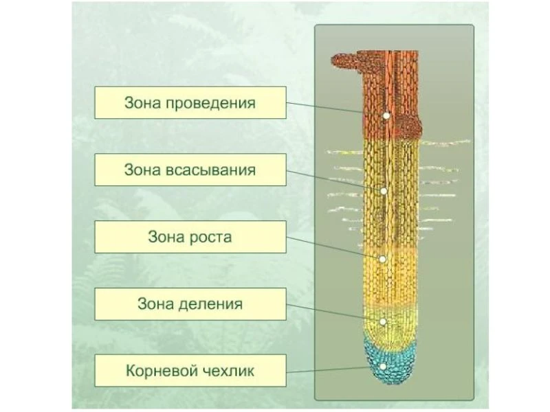 Зоны корня и корневой чехлик