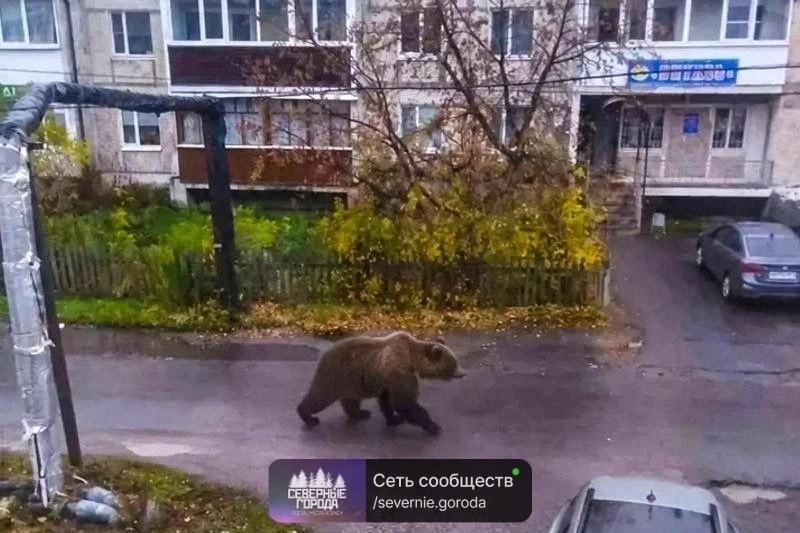 Попытка разыграть бабушку обернулась переполохом на всё село. Случай произошёл в Бутке ...
