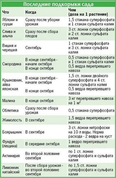 ✨ Подкормки сада перед зимой.