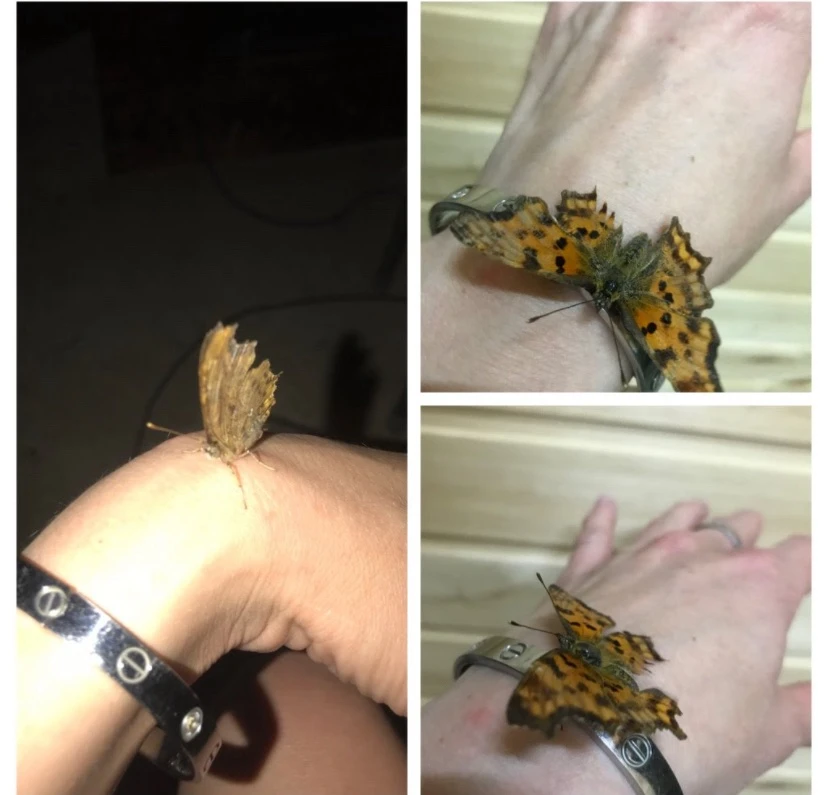 🦋Бабочка углокрыльница🦋