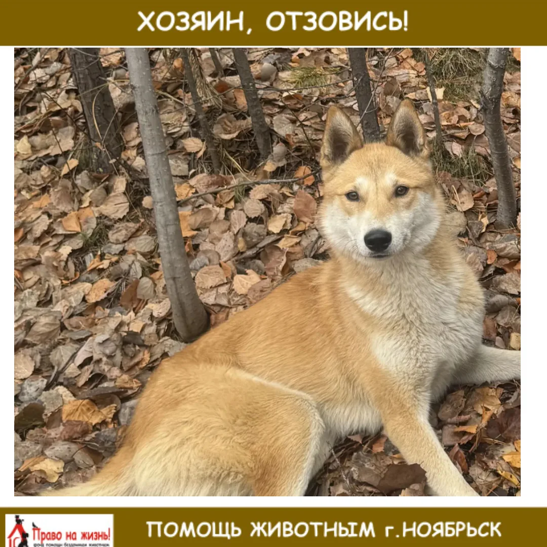 В лесу в стороне западно ноябрьского месторождения найдена лайка, кобель, 2-3 года.