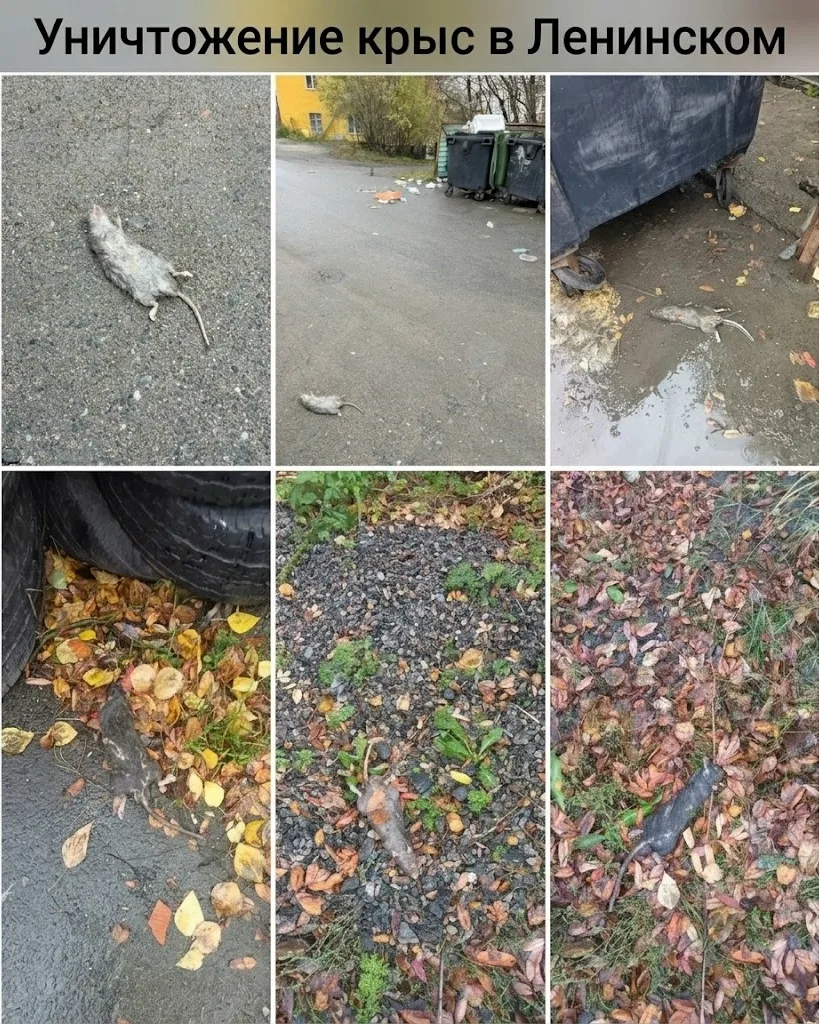 Уничтожение крыс в Ленинском 🐀