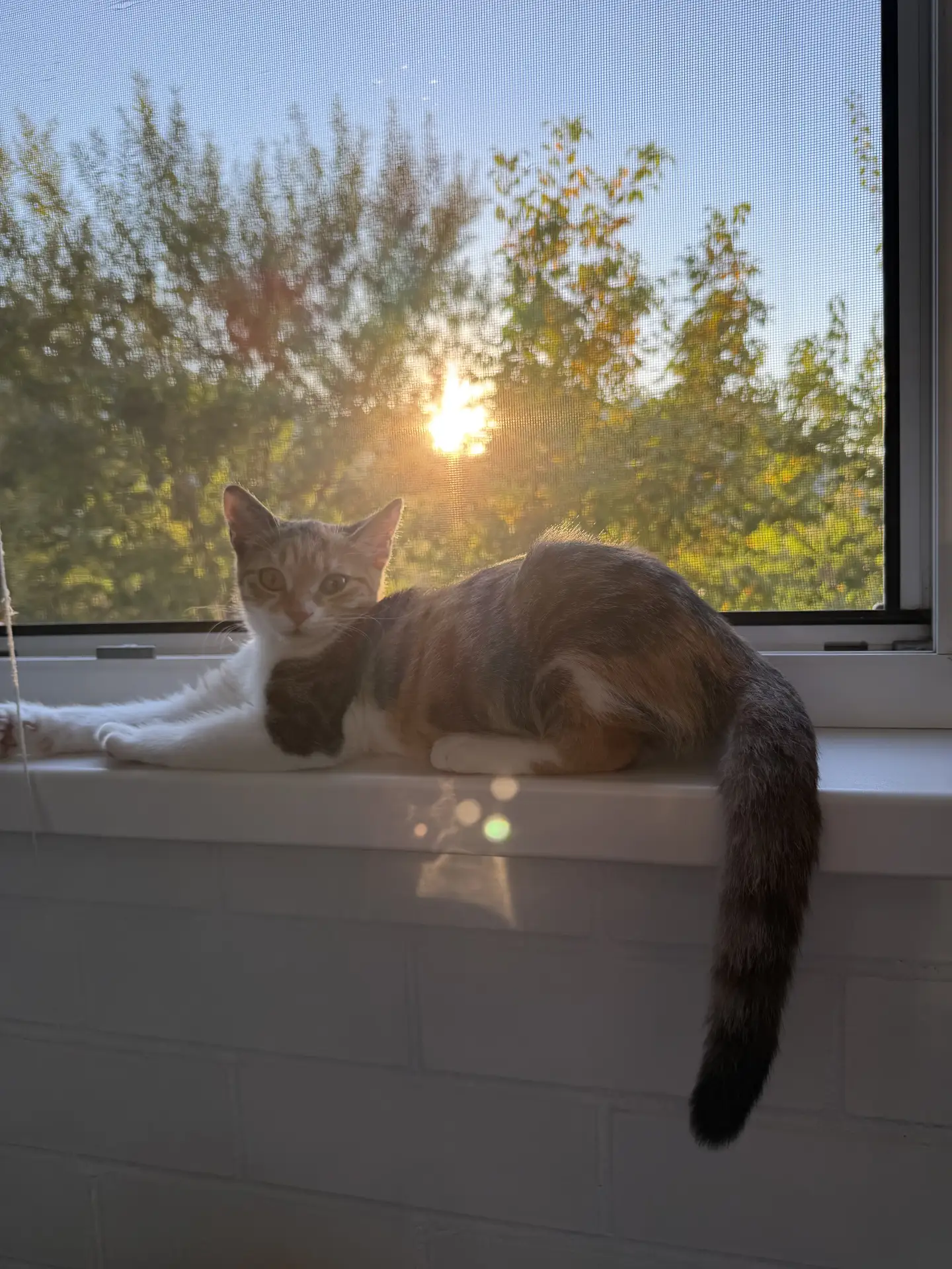 Солнечная кошка 🐱