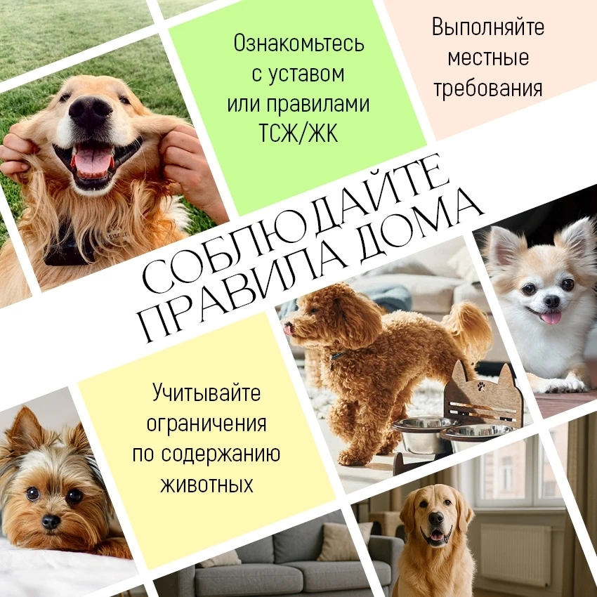 Домашние животные — это радость, но и большая ответственность 🐶 🐱