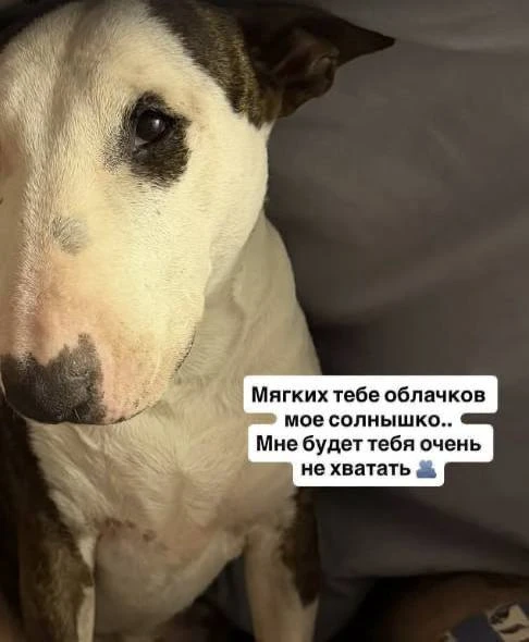 Ramil сообщил о смерти своей собаки: бультерьер Маня прожила 6 лет