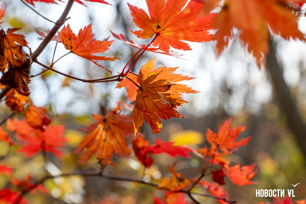 🍁💛 Владивосток встретил середину осени буйством красок