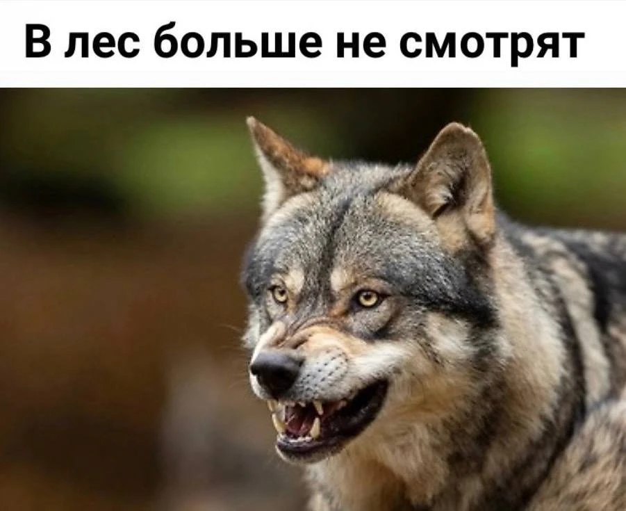 «В лес больше не смотрят»: В Подмосковье началось массовое нашествие волков.