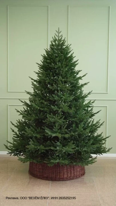 🎄 Ель Лесная красавица 2,1 м - 53 213 ₽ по предзаказу