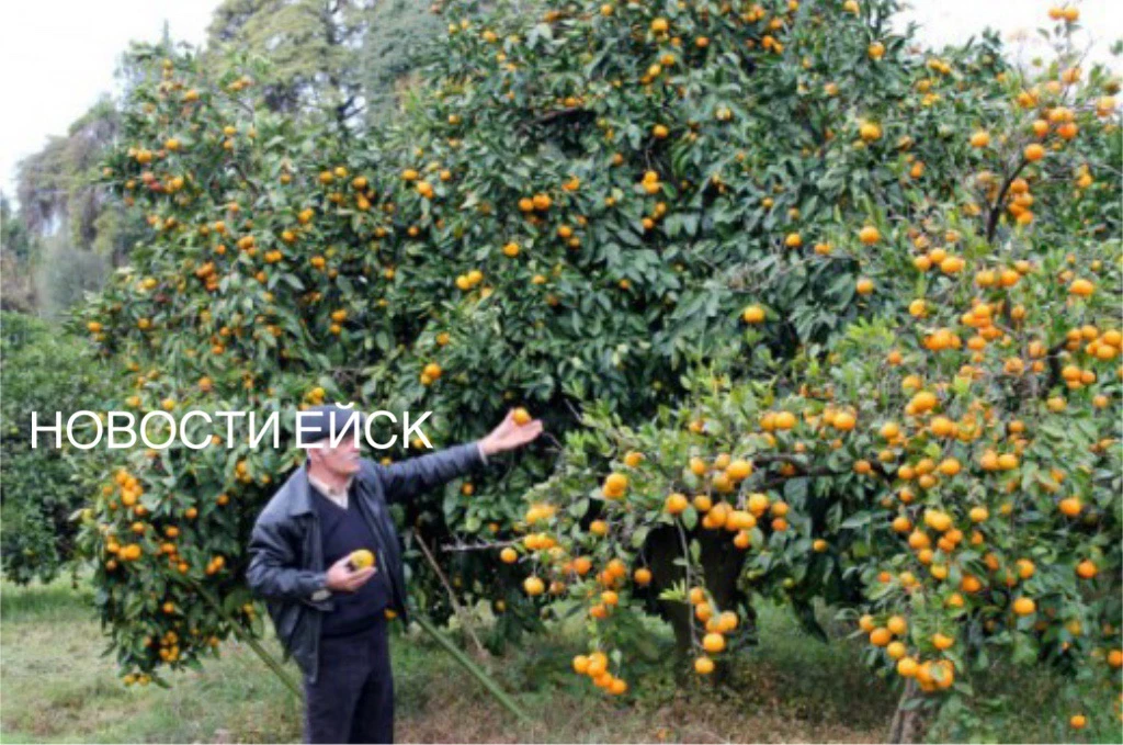 🍊Абхазские мандарины на Кубани появятся только в конце октября