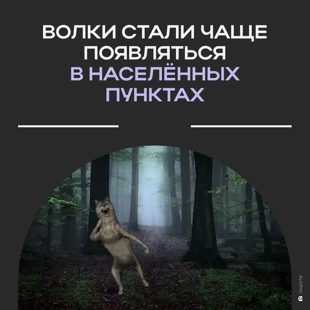 🐺 Волки подходят к домам: в регионах России фиксируют нашествие хищников