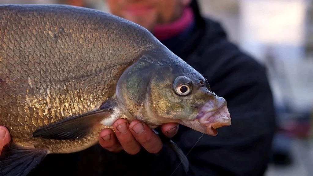 🐟 Прикормка для леща поздней осенью: просто, надёжно и с душой