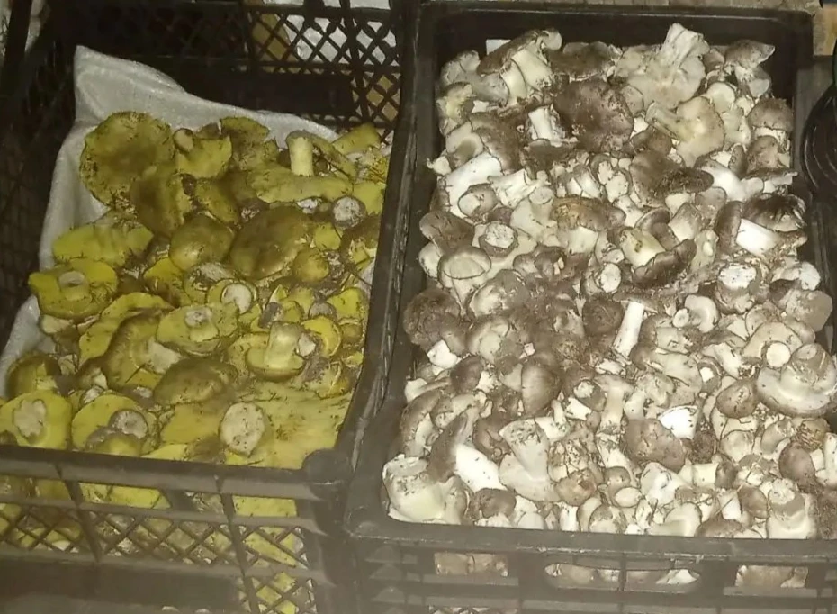 Продам серушки, зеленушки. 600₽ ведро 10л