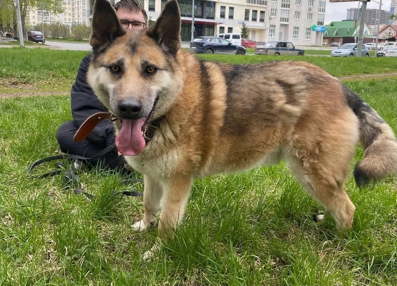 Мавр ищет дом🐾