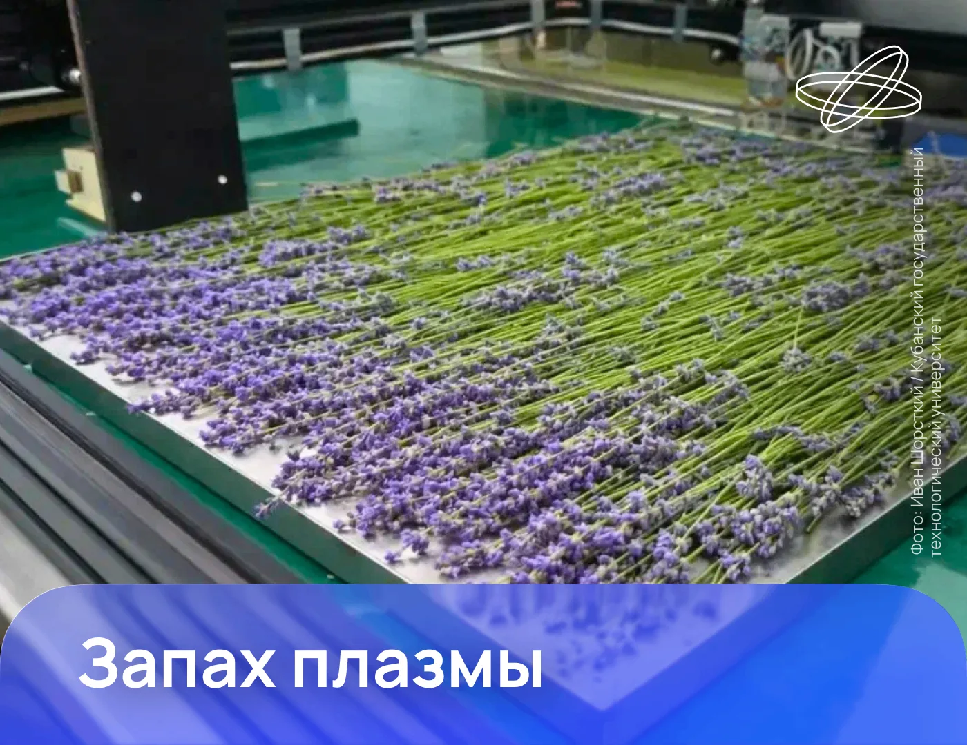 Российские учёные разработали технологию извлечения эфирных масел из растений с помощью...