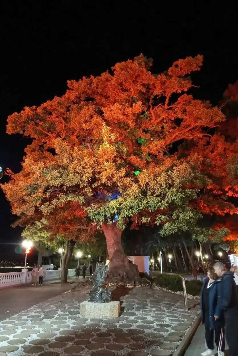 😍Сказочный дуб на набережной Геленджика меняет один наряд за другим ...