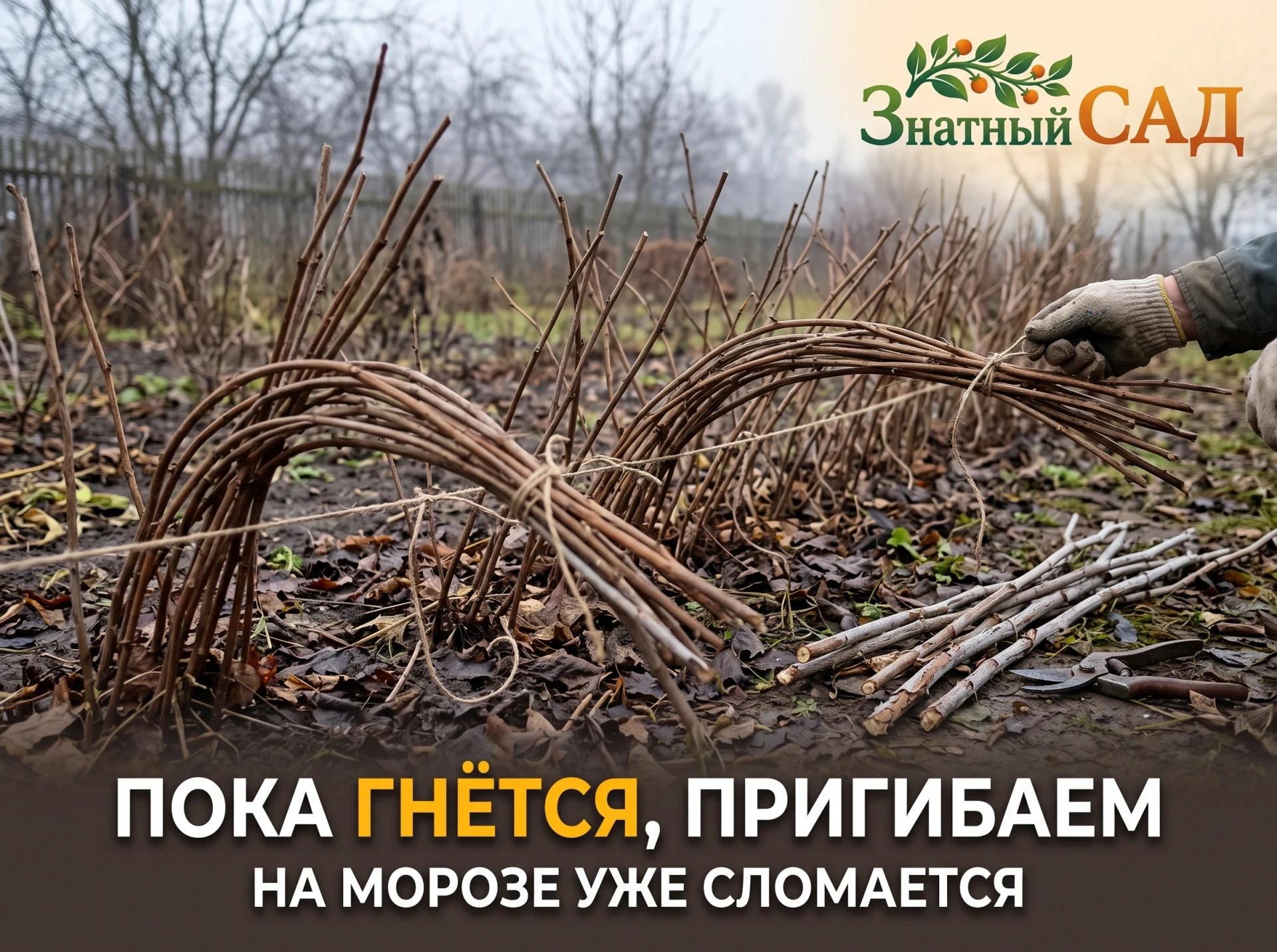🍇 МАЛИНУ ПРИГИБАЮТ, ПОКА ОНА ГНЁТСЯ