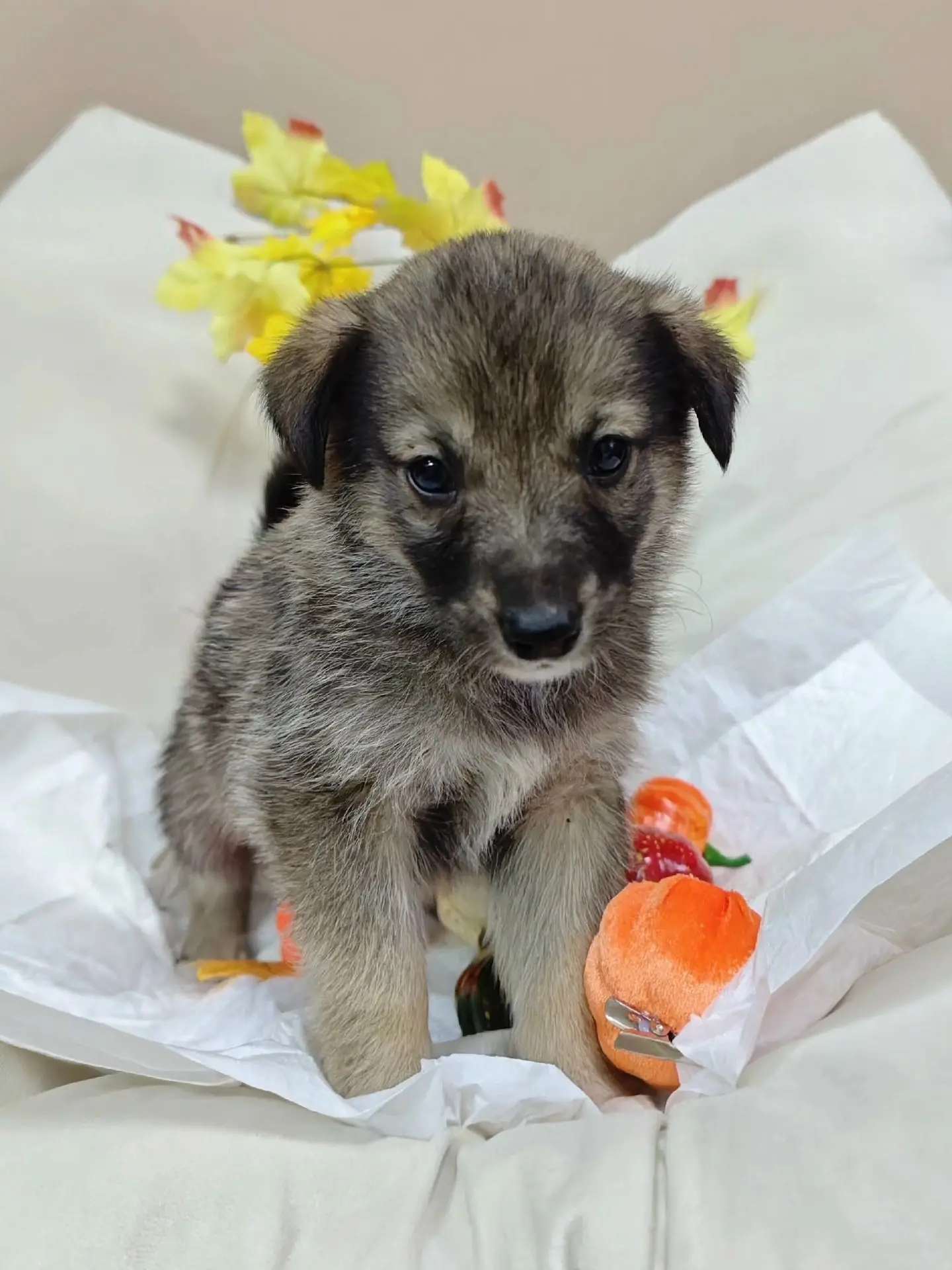 🐶 Грейси ищет дом