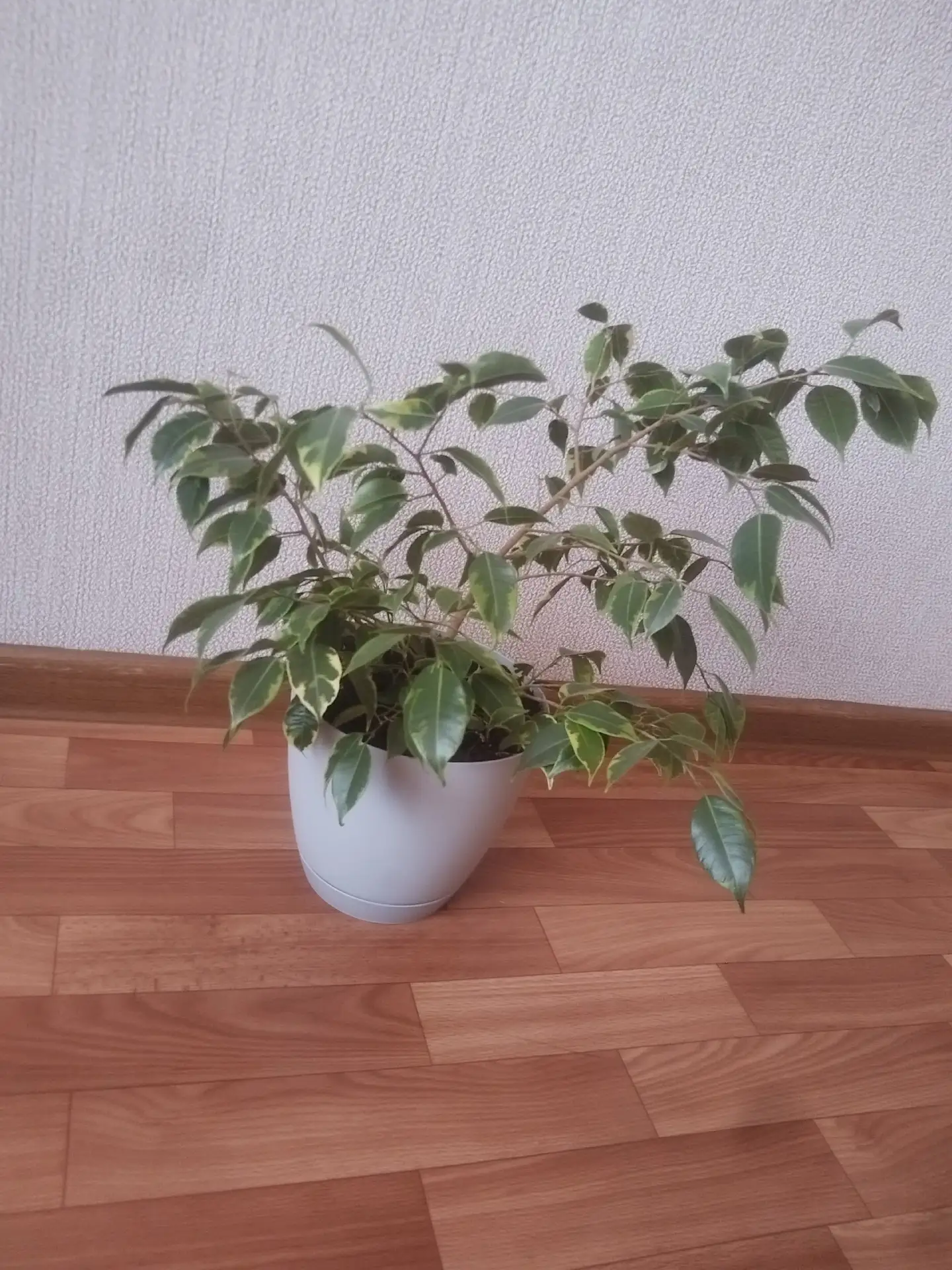 Продам комнатное растение