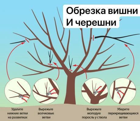 Осень — время обрезки вишни и черешни, так как в это время у них не выделяется камедь.