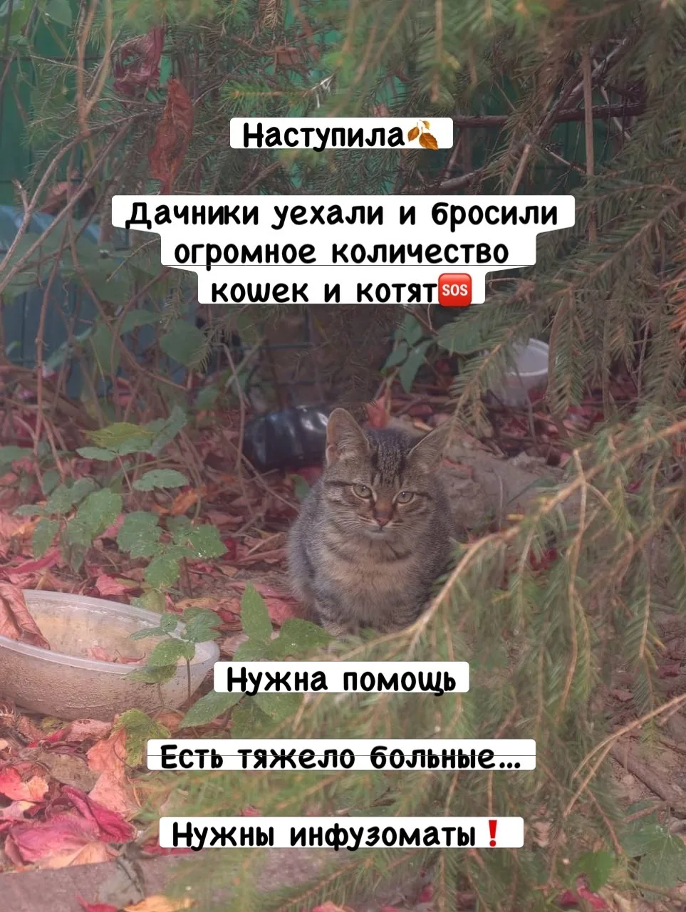 Помогите нам спасти брошенных животных🆘