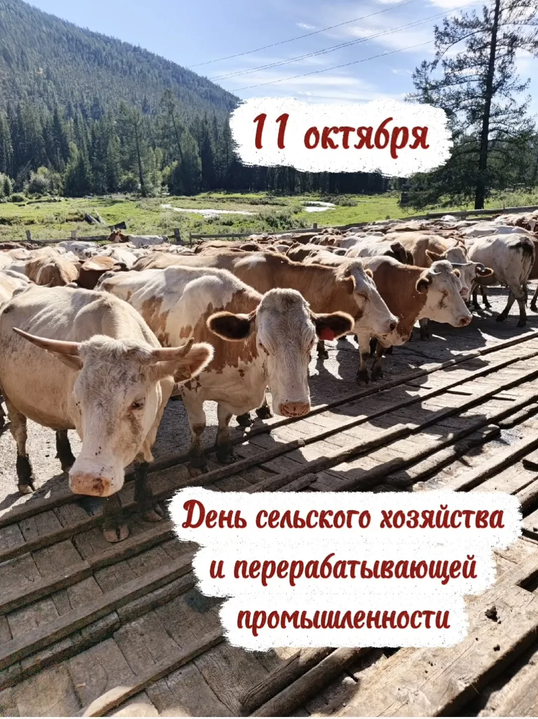 Уважаемые труженики сельского хозяйства и перерабатывающей промышленности, дорогие земл...