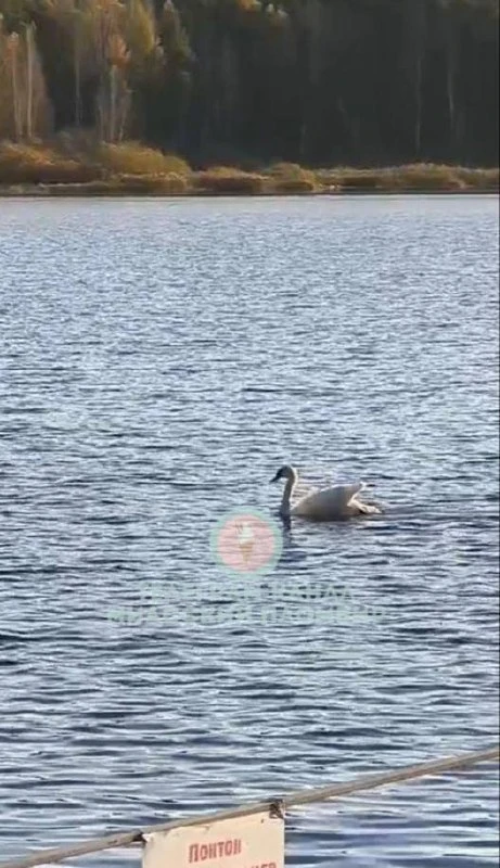 🦢 На озере Кошкуль в Миассе заметили лебедя с повреждённым крылом. Об этом сообщили на...