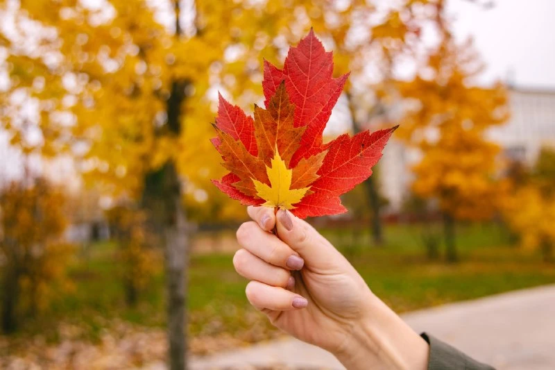 🍂 Почему осенью листья меняют цвет