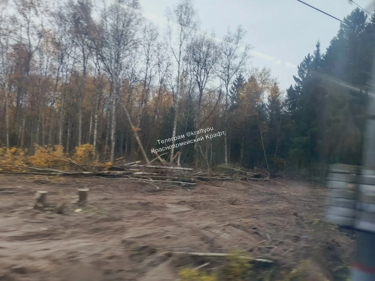🌲 Что за вырубки идут между Путилово и Фёдоровским?
