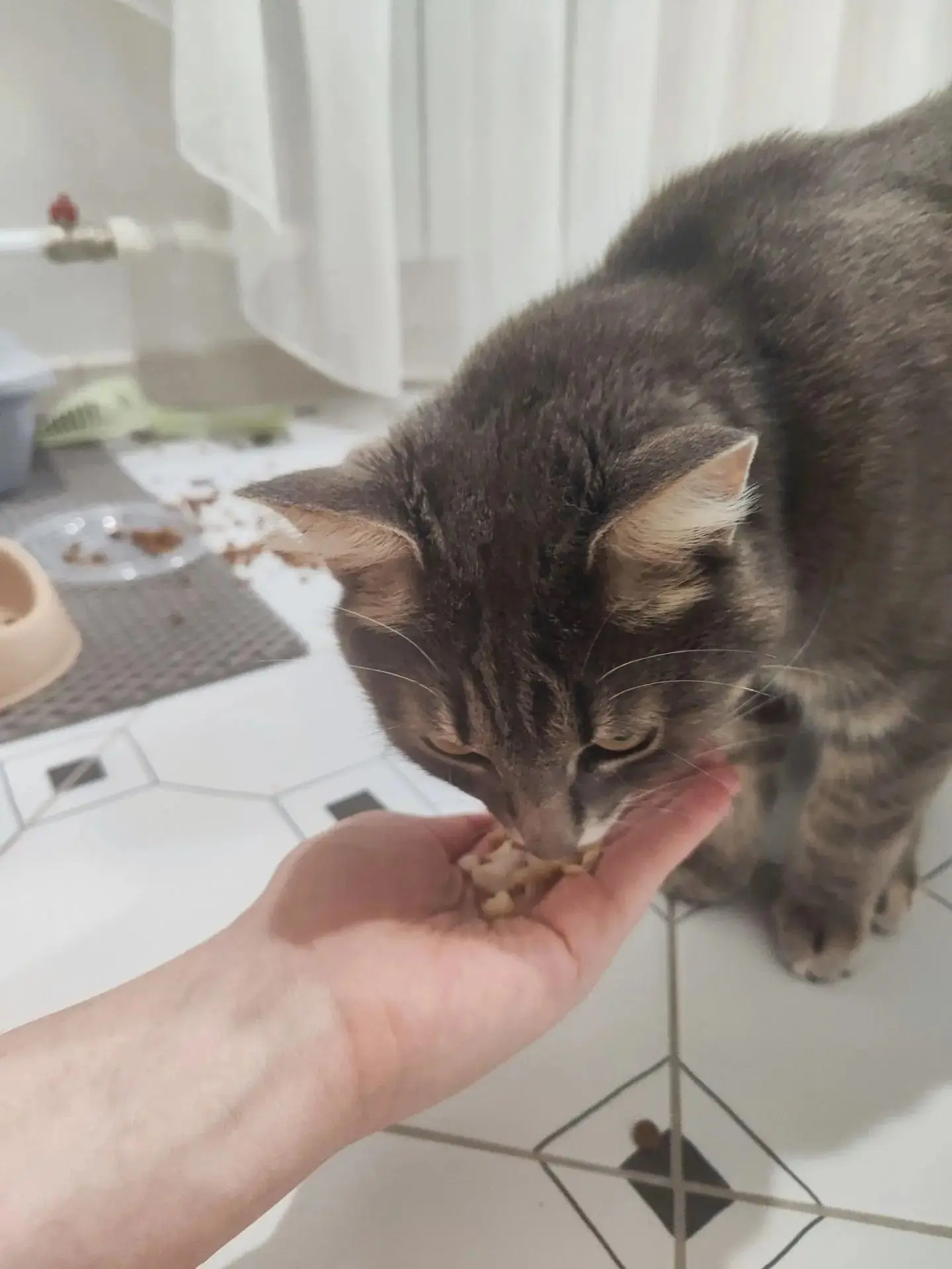 ️УСТИНОВСКИЙ РАЙОН! НАЙДЕН КОТ, И ЕМУ СРОЧНО НУЖЕН ДОМ️