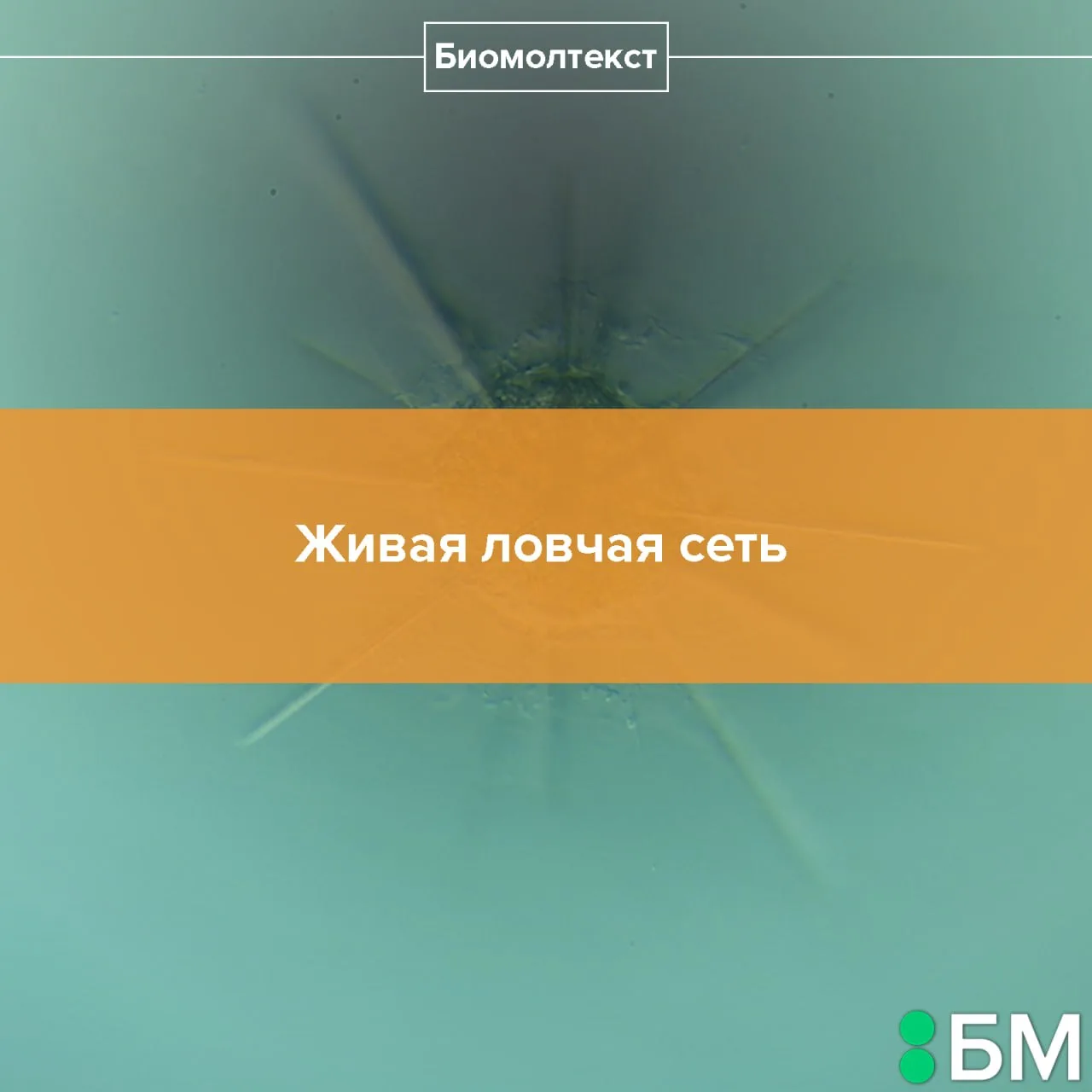 Видео на конкурс «Био/Мол/Текст»