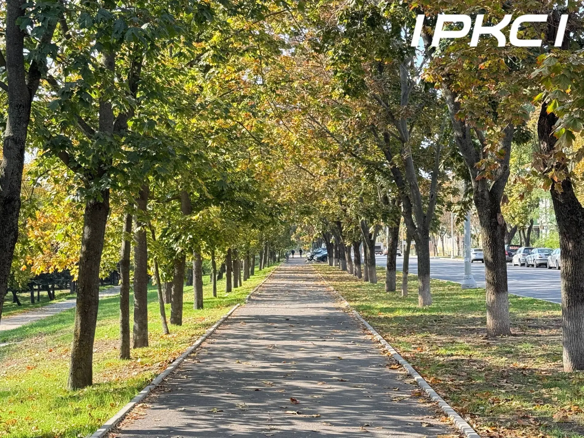 С одной стороны ещё зелёные листики, а с другой уже жёлтые 😍