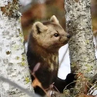 🌿 14 октября - День работников заповедного дела