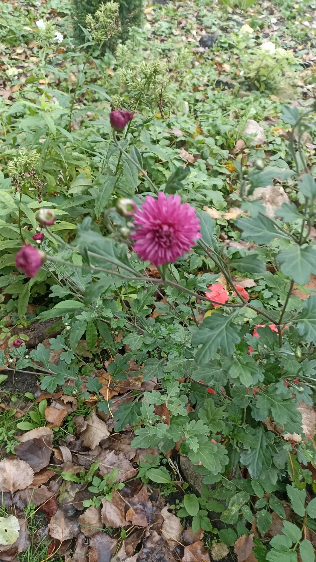 Вот такая красота 🥰 во дворе расцвела буквально сейчас. Осень 🍁 называется