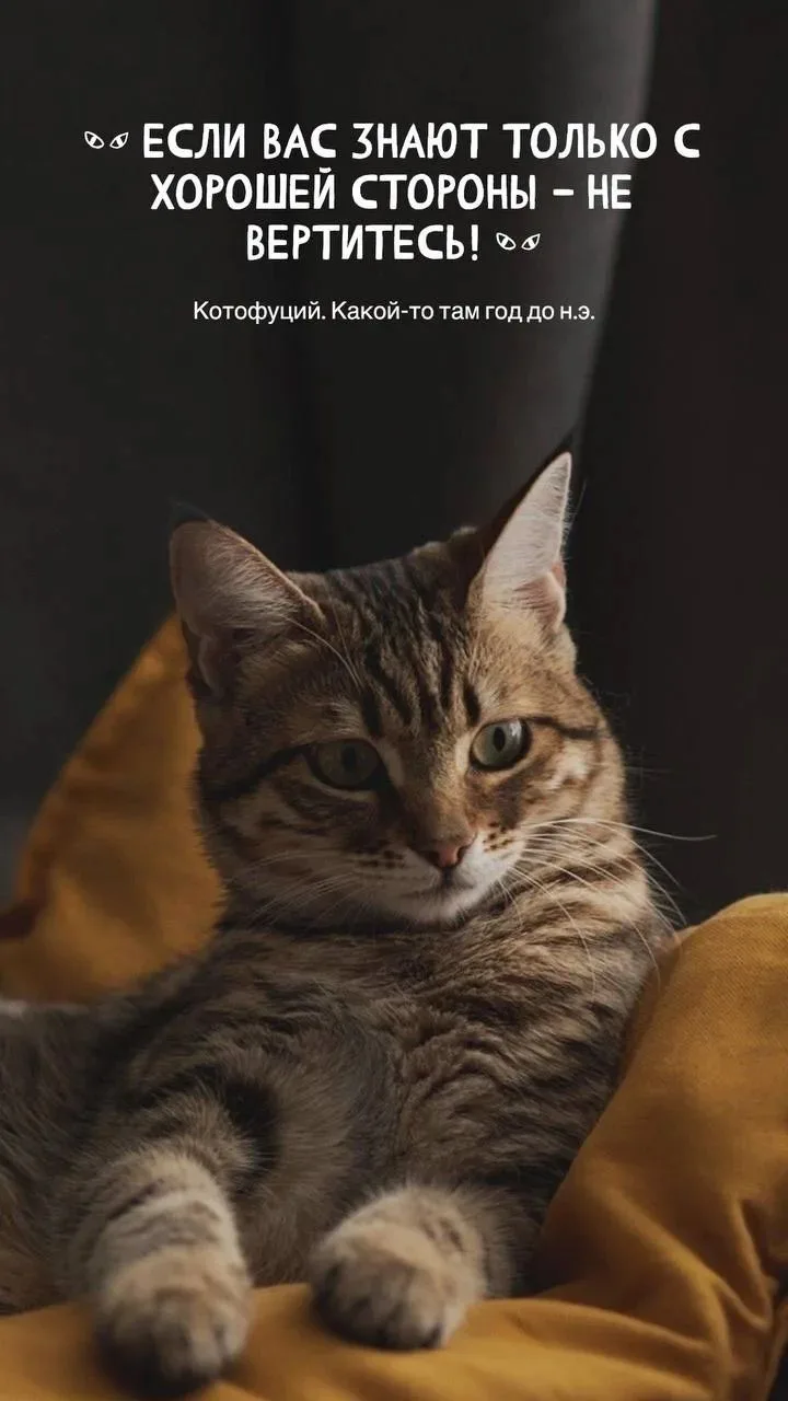 #Котофуций #Юмор