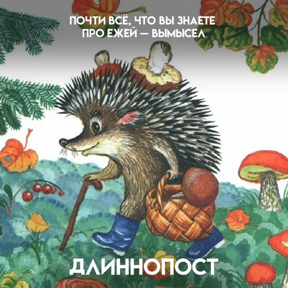 Вы думаете, что ёж — это милый зверёк, который носит яблоки на иголках и пьёт молоко из...