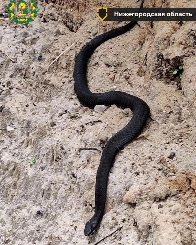 Гадюка едва не убила мужчину в Подмосковье 🐍