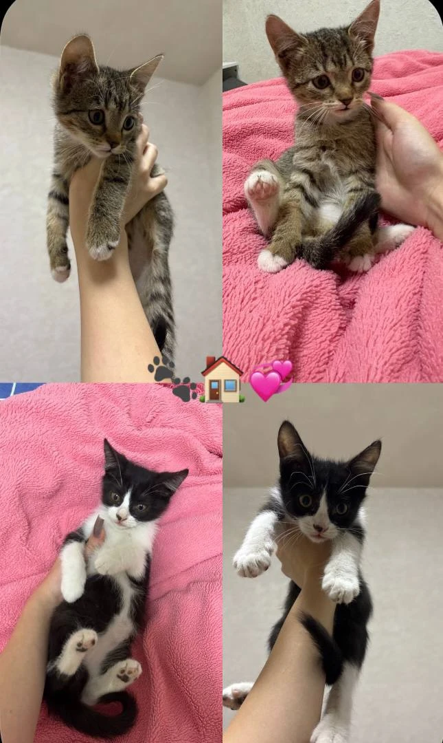 🐾❤️ ИЩЕМ ДОБРЫЕ РУКИ ДЛЯ 2 МАЛЕНЬКИХ КОТЯТ! ❤️🐾
