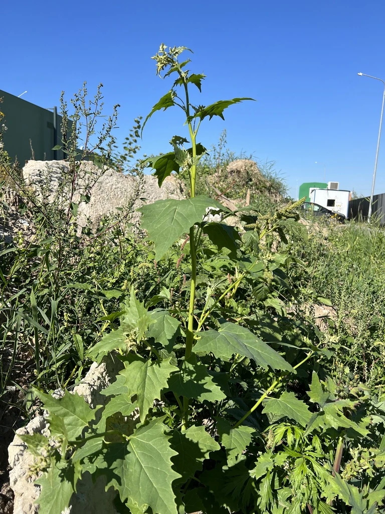 🌿 13-е октября
