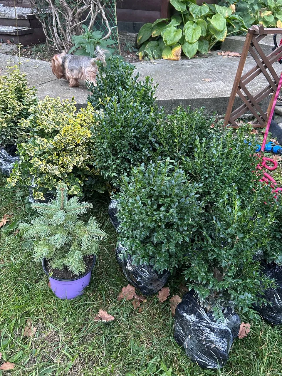 🌿  ОТПРАВКА ОЗОН И ПЕРЕДАЧА (без доставки) ЗАКАЗОВ КЛИЕНТАМ завтра, 15 октября